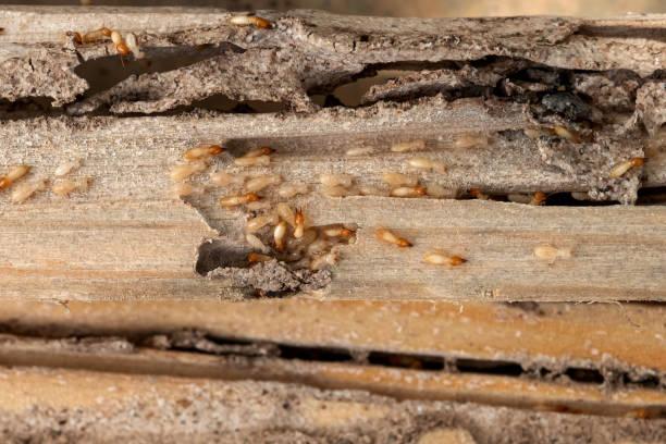 Best Mosquito Control Services  in Linden, TN