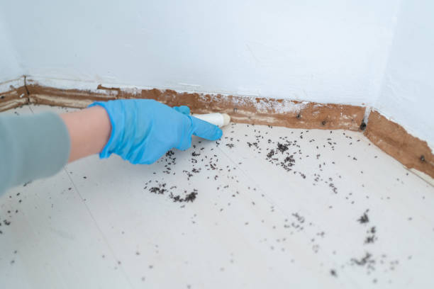 Best Cockroach Control Services  in Linden, TN